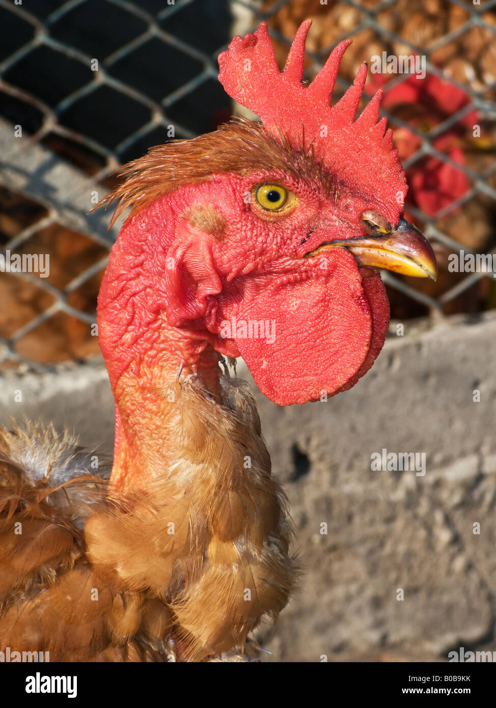 Tête de poulet Banque D'Images