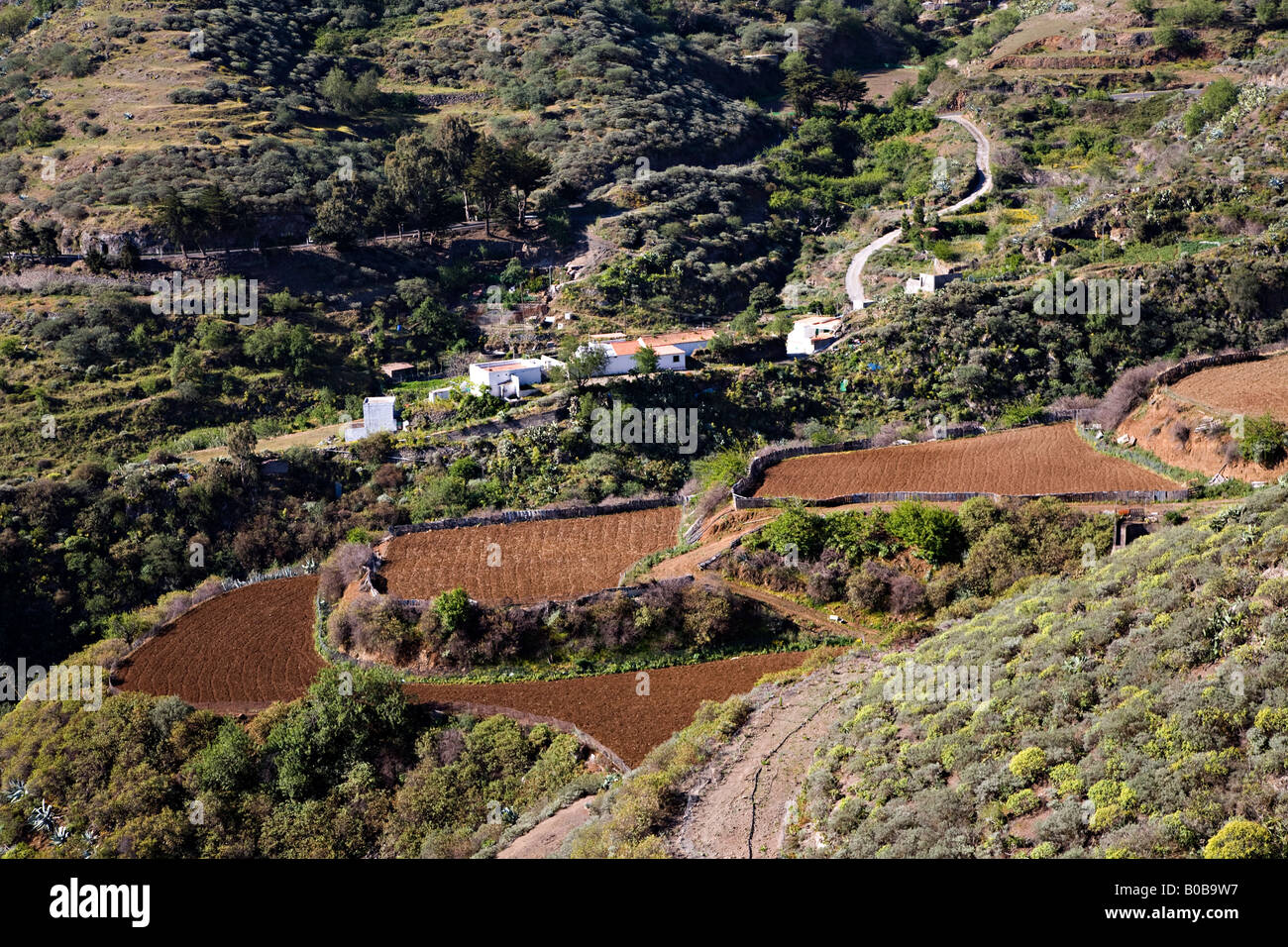 Les champs en terrasses sur sol volcanique en pente 'Gran Canaria' 'Canaries Espagne Banque D'Images