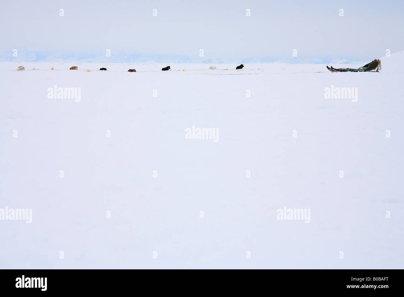 Les chiens du Groenland et en traîneau sur la glace de mer, Ittoqqortoormiit, Est du Groenland Banque D'Images