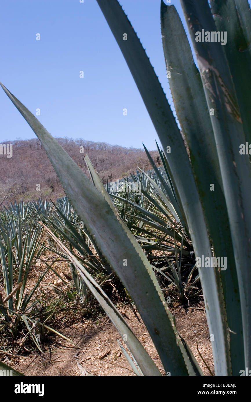 Plantes d'agave bleu, Sinaloa, Mexique Banque D'Images