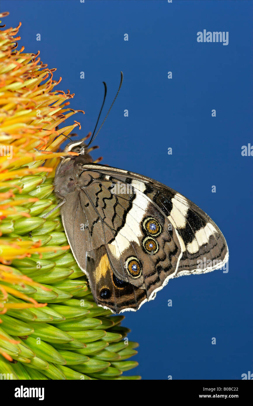 Un papillon (Aerpetes tulbaghia) se nourrissant de fleurs contre un ciel bleu Banque D'Images