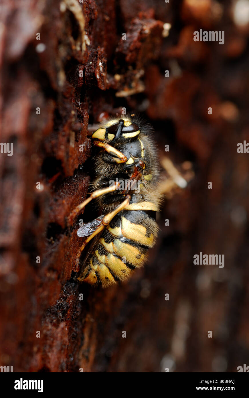 L'hibernation (Guêpe commune Vespula Vulgaris) la reine Banque D'Images