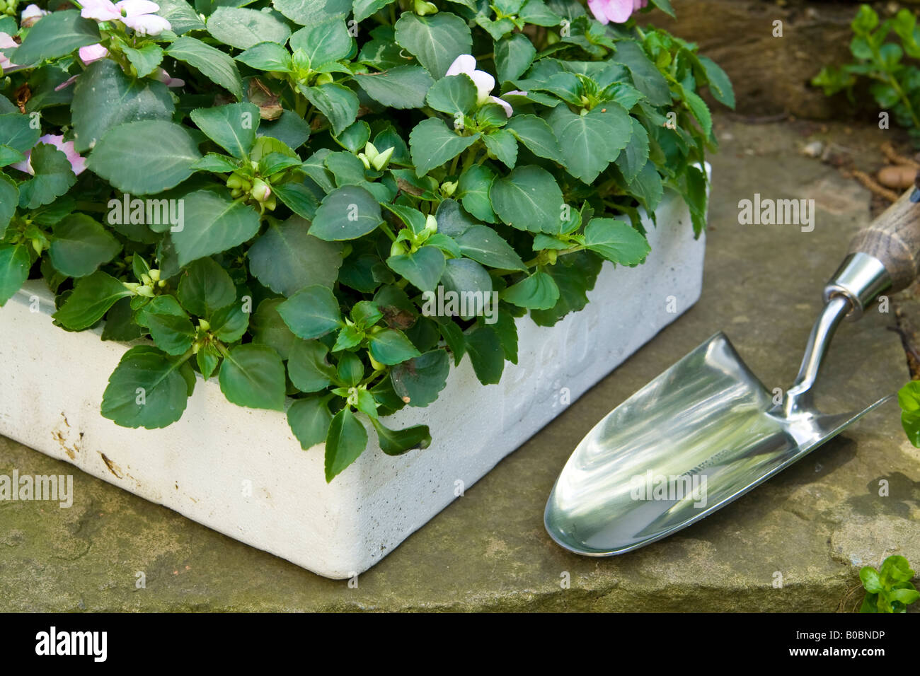 Une boîte d'^literie plantes et une truelle, UK. Banque D'Images