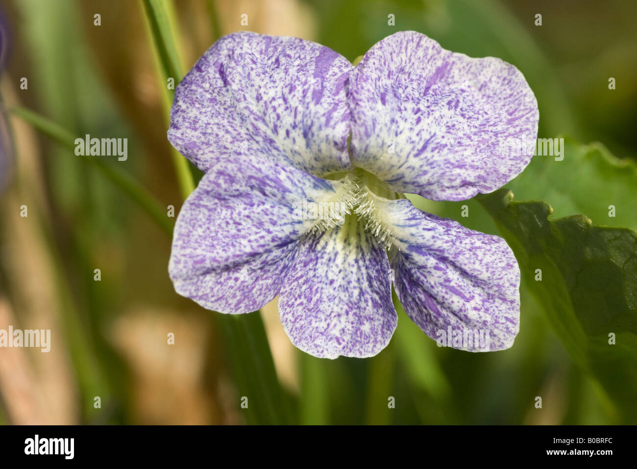 Violette, Viola sororia Freckles Freckles Banque D'Images