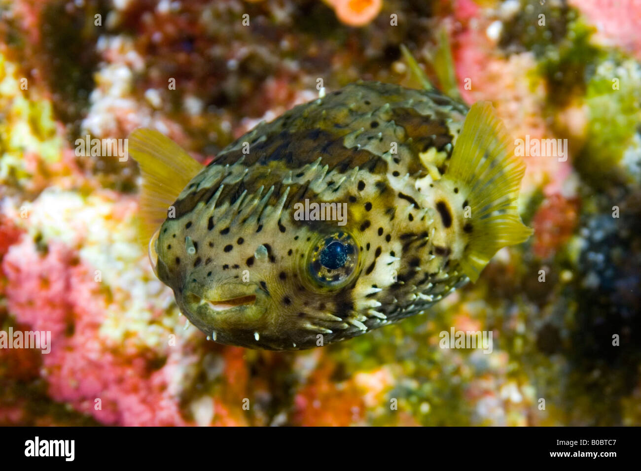 Socorro islands îles Revillagigedo, océan Pacifique, mer, plongée, plongée sous-marine, Blue Water, l'eau claire et profonde, la vie marine, le porc-épic Banque D'Images