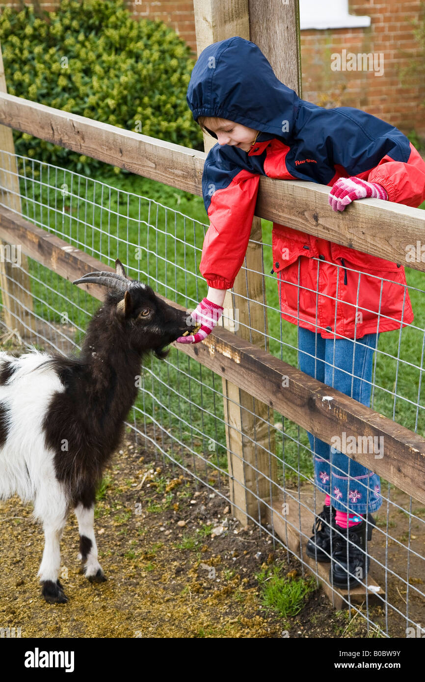 L'alimentation de l'enfant au chèvre Easton Farm Park, Suffolk, Angleterre, RU Banque D'Images