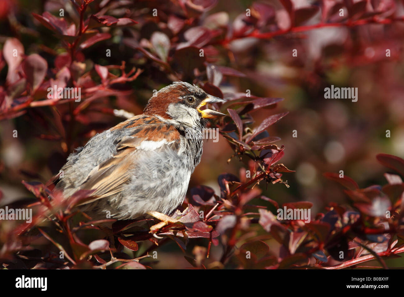 Moineau domestique Passer domesticus homme perché et chantant dans un arbuste à feuilles rouges Banque D'Images