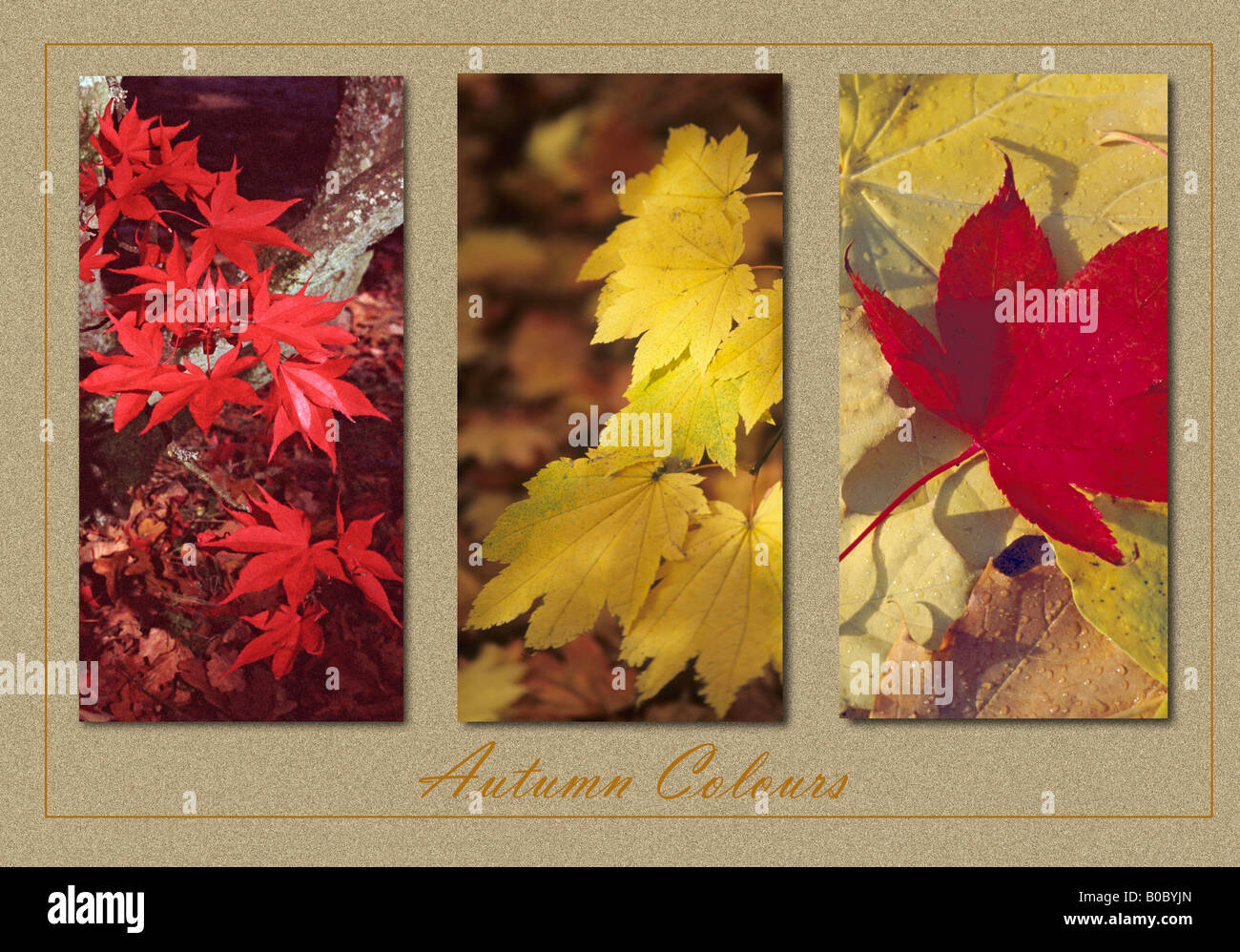 Les feuilles d'automne Triptych Banque D'Images