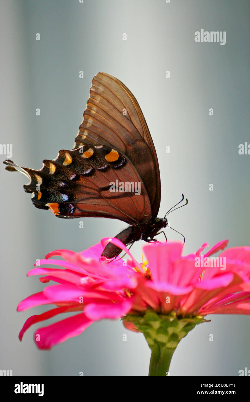 Swallowtail butterfly sur une fleur rose Banque D'Images