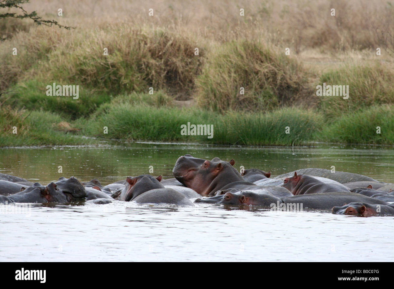 Les hippopotames se baignant dans un étang dans le Parc National du Serengeti, Tanzanie Banque D'Images