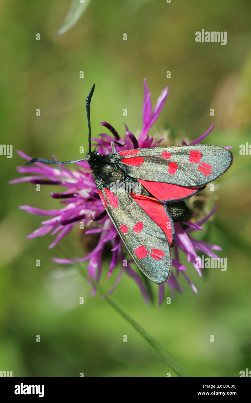 Repéré Six Burnett ( zygaena trifolii ) Banque D'Images