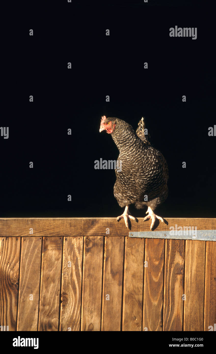 Marran hen perché sur une porte de grange fermette Cornwall Banque D'Images