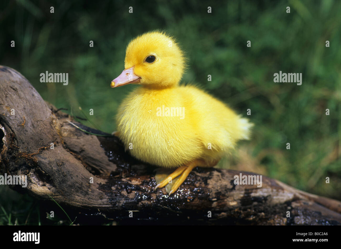 Petit canard de Barbarie sur une petite exploitation journal Cornwall Banque D'Images