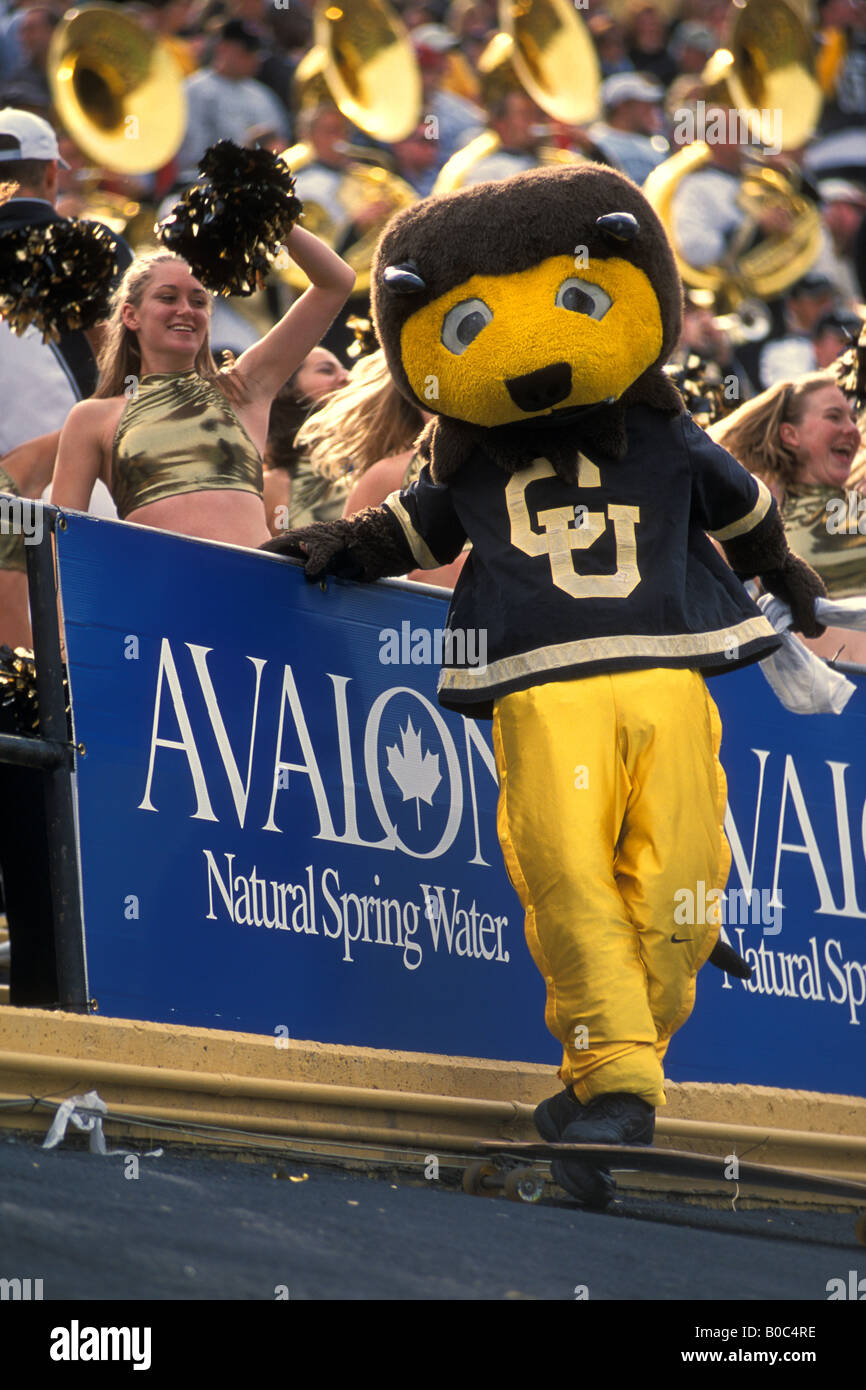 Chips, Université du Colorado, mascot, Folsom Field, Boulder, Colorado. Banque D'Images