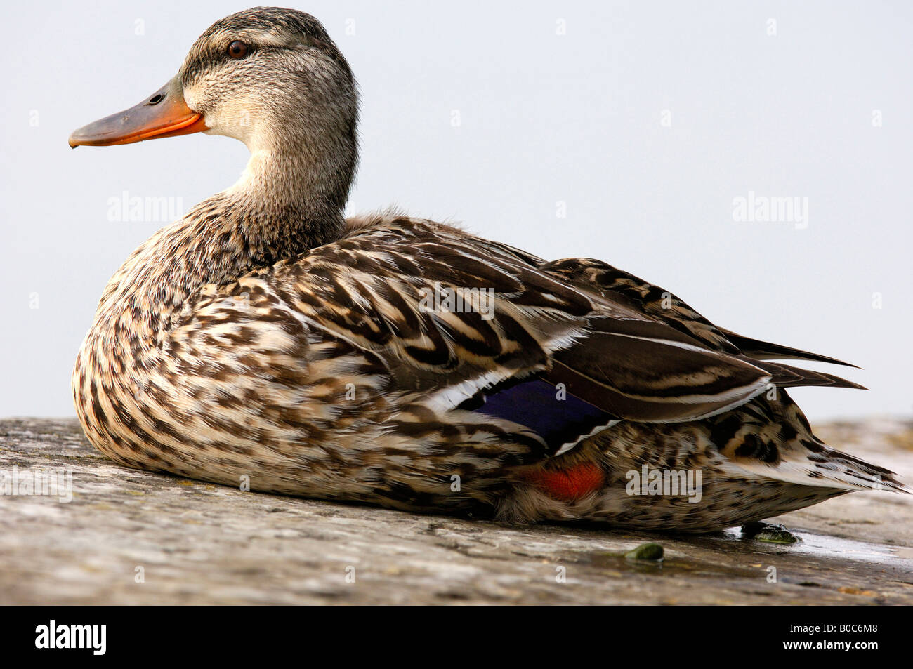 Canard colvert femelle, Anas platyrhynchos Banque D'Images