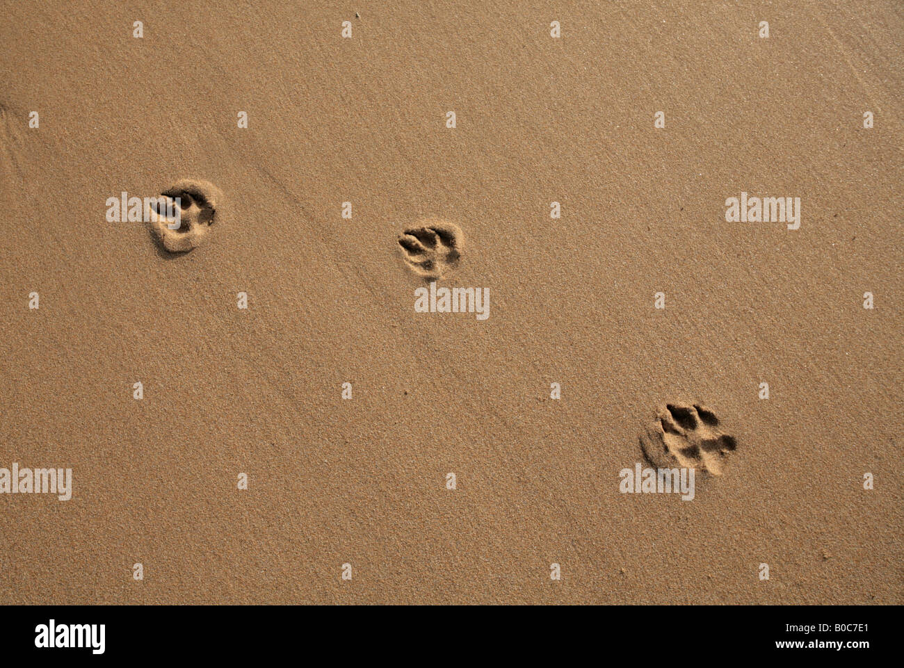 Des empreintes de pattes de chien dans le sable, le Watergate Bay, Cornwall, UK Banque D'Images