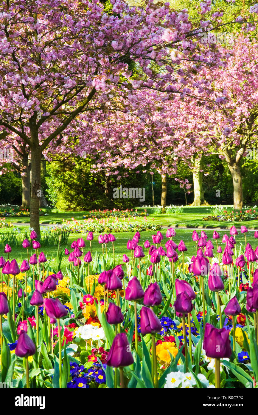 Fleurs de Printemps des tulipes et des primevères avec la floraison des cerisiers dans la ville des jardins, Swindon, Wiltshire, England, UK Banque D'Images