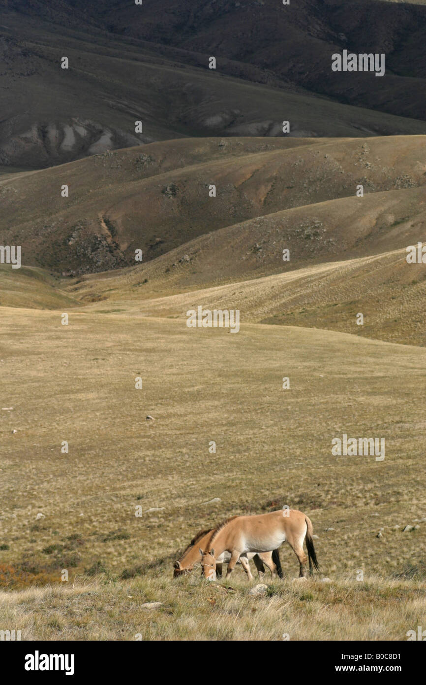 Chevaux de Przewalski, Mongolie Banque D'Images