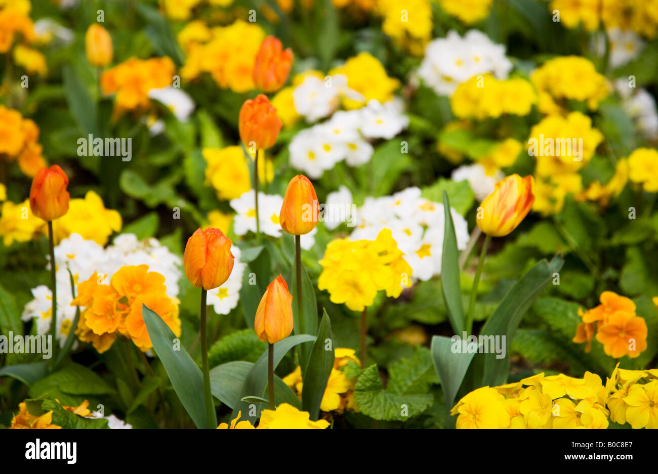 Tulipes orange et jaune, blanc et orange ou primevères primevères dans un printemps mixtes frontière. Banque D'Images