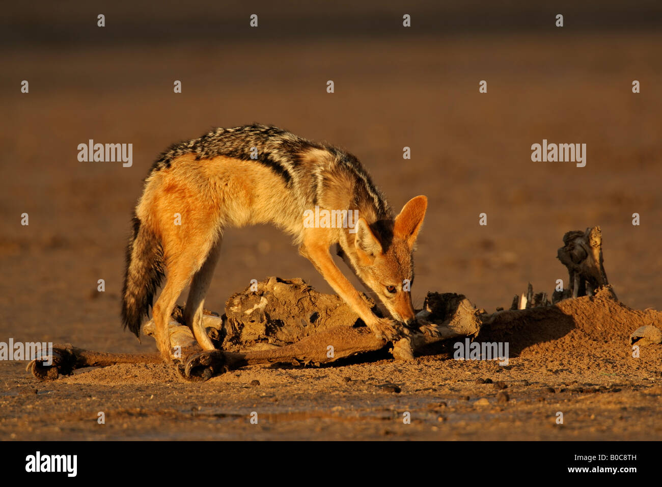Un chacal à dos noir (Canis mesomelas) les charognards sur une carcasse, désert du Kalahari, Afrique du Sud Banque D'Images