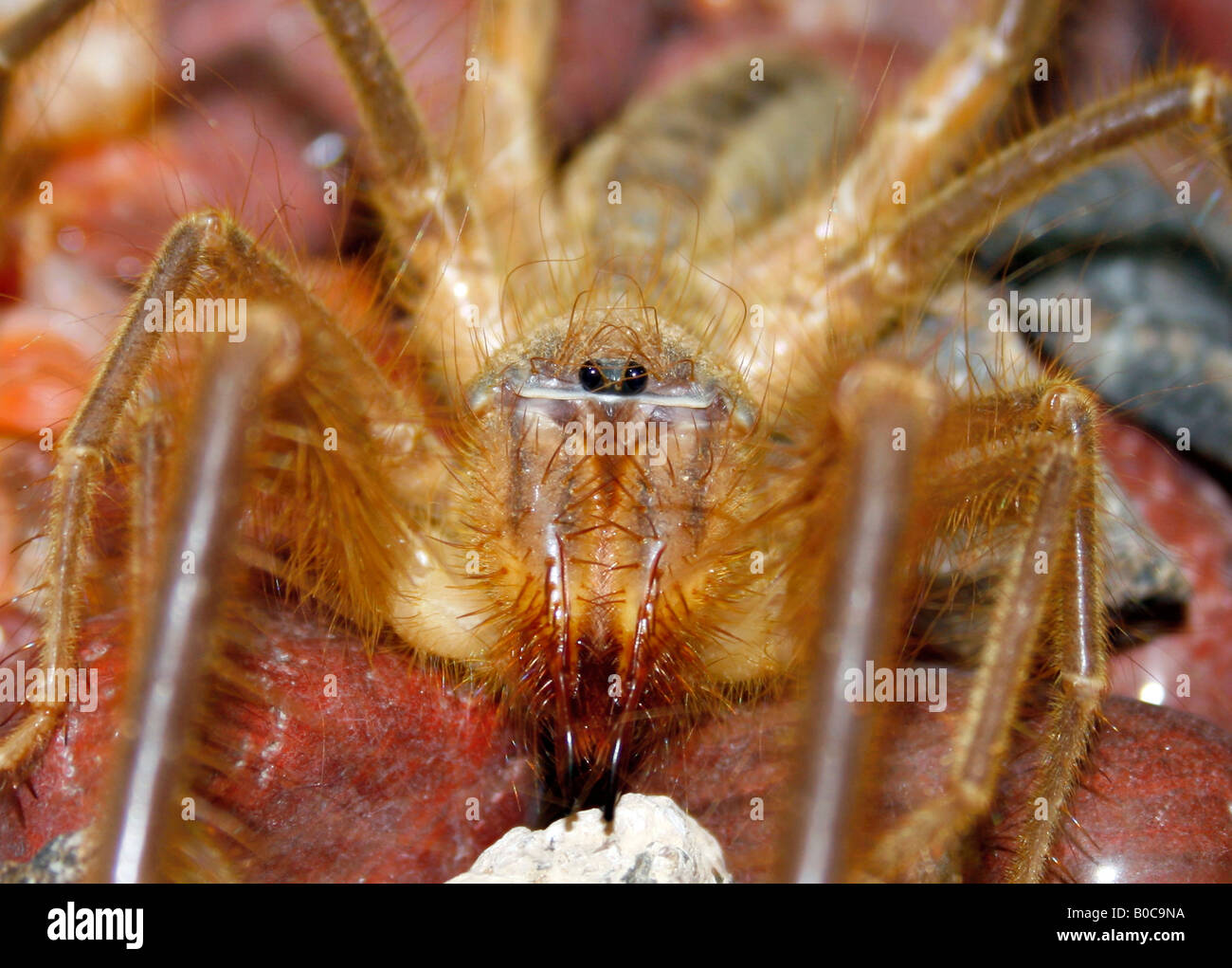 Camel Spider ou Wind Scorpion dans le désert de Dubaï aux Émirats arabes Unis Banque D'Images