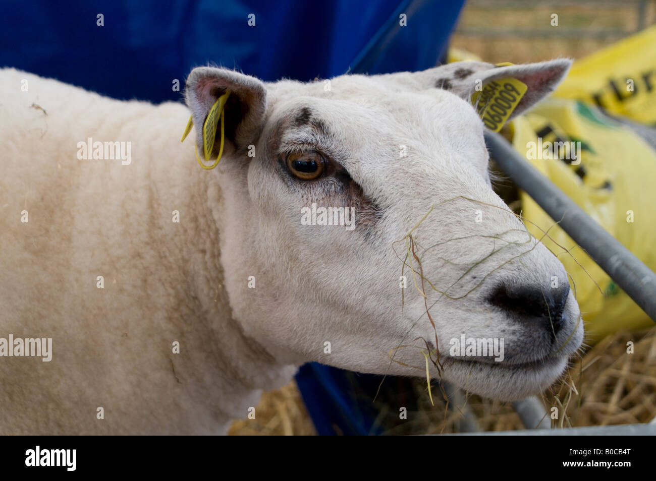 Close-up of Loegel Jet mouton à Royal Highland Show. Banque D'Images