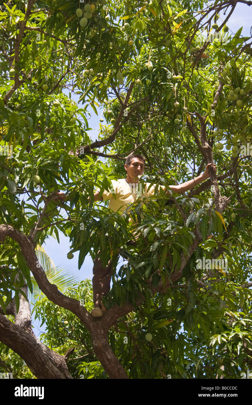 Les mangues Man picking de l'arbre Banque D'Images