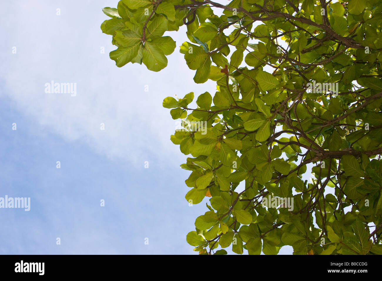 Amandier Tropical Terminalia catappa Amador Causeway République de Panama Amérique Centrale Banque D'Images