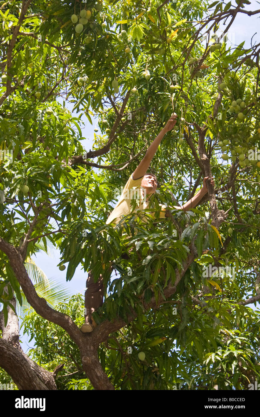 Les mangues Man picking de l'arbre Banque D'Images