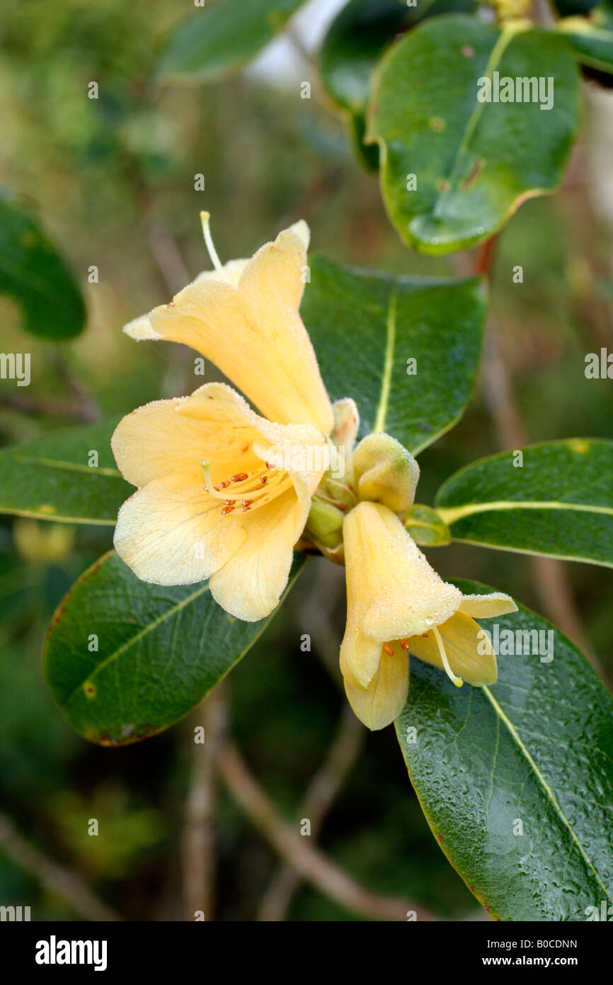 XANTHOCODON CONCATENANS RHODODENDRON CINNABARINUM SUBSP GROUP Banque D'Images