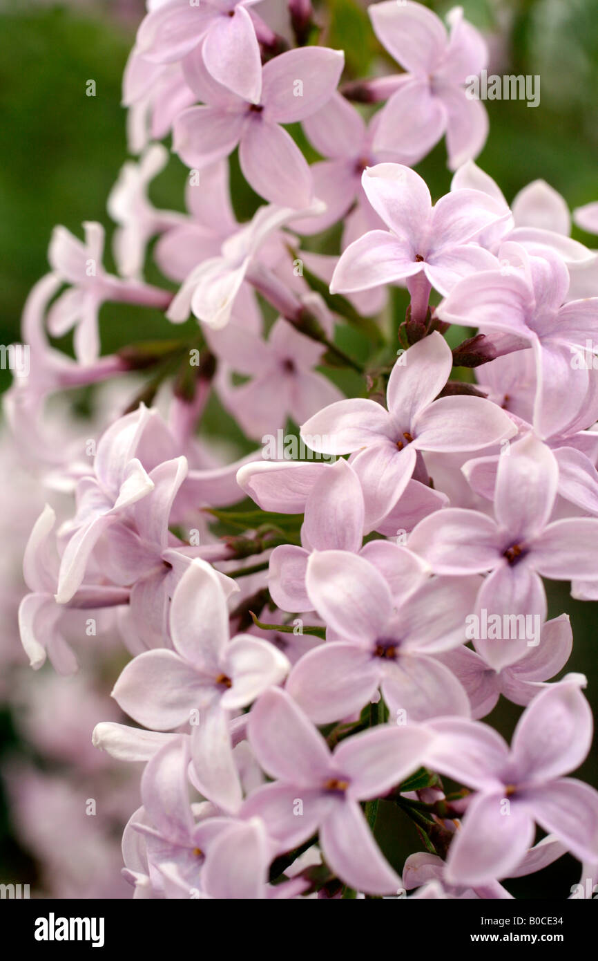 SYRINGA X PERSICA AGM Banque D'Images