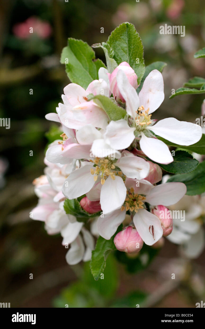MALUS DOMESTICA KATJA SYNONYME KATY BLOSSOM AU DÉBUT DE MAI Banque D'Images