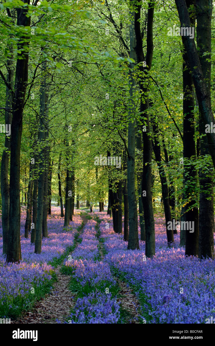 Jacinthes et bois de hêtre, chemin des bois dans la lumière du soleil du soir, [bois] [Dockey, Ashridge Estate], England, UK Banque D'Images