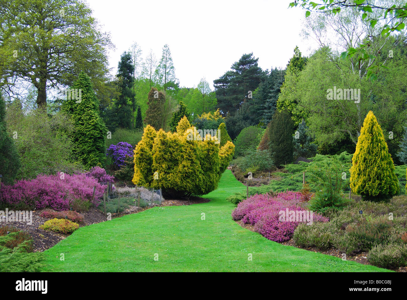 Jardin, Heather Valley Gardens, le Royal Paysage, Windsor Great Park, Virginia Water, Surrey, Angleterre, Royaume-Uni Banque D'Images