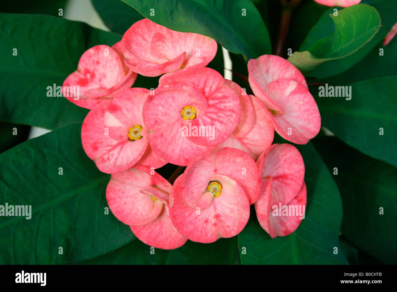 Une rose et blanc bouquet de fleurs euphorbia inégale Banque D'Images