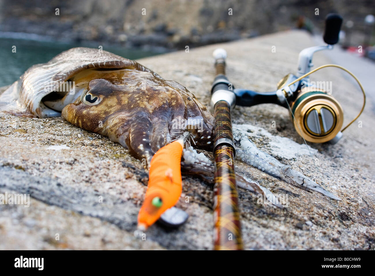 La vie marine animal seiche pêcher avec un leurre de couleur Banque D'Images