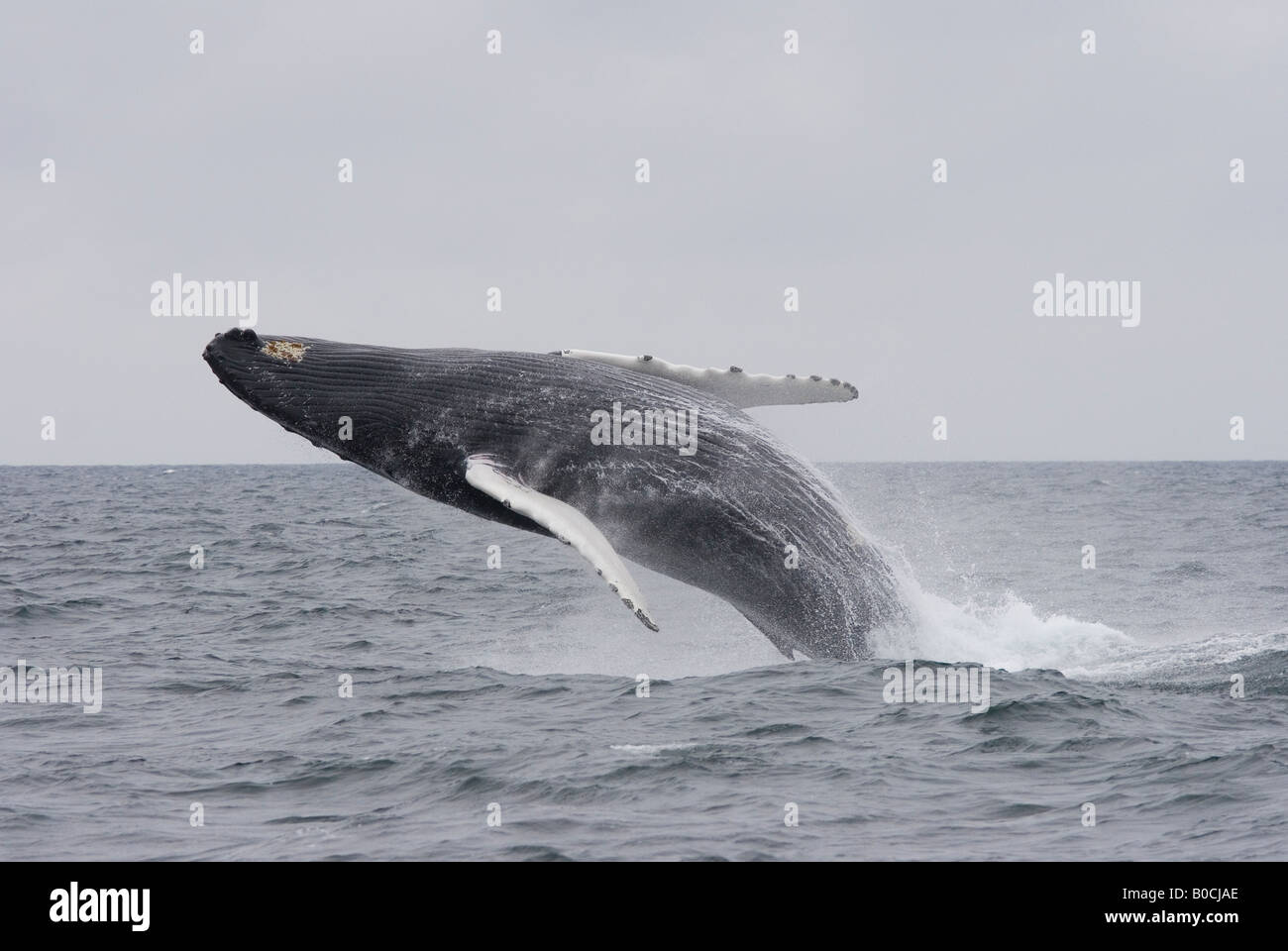 Humpback Whale breaching en Atlantique nord, banc Stellwagen Bank. Banque D'Images