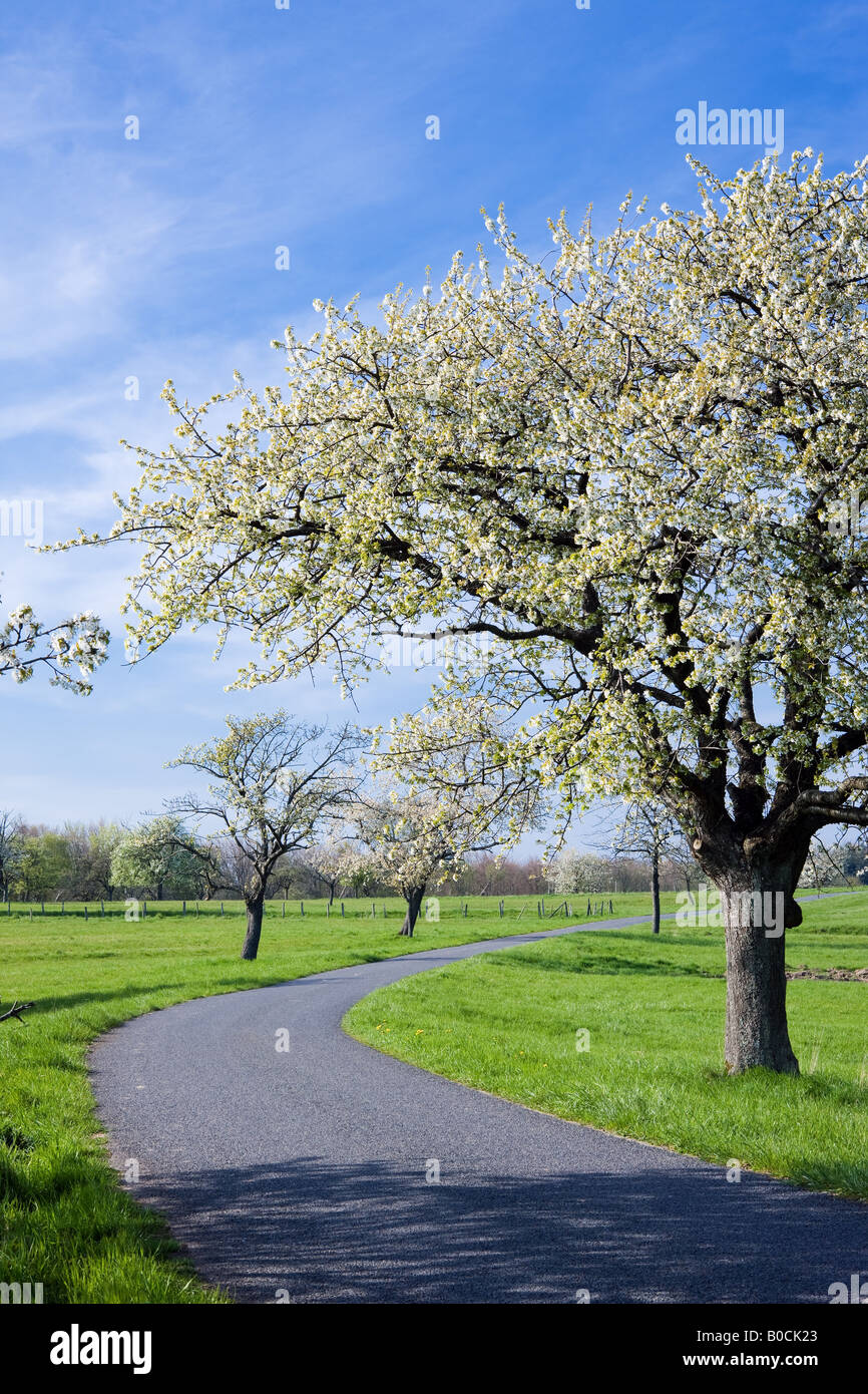 Route de campagne bordée de pommiers en fleurs FRANCE ALSACE Banque D'Images