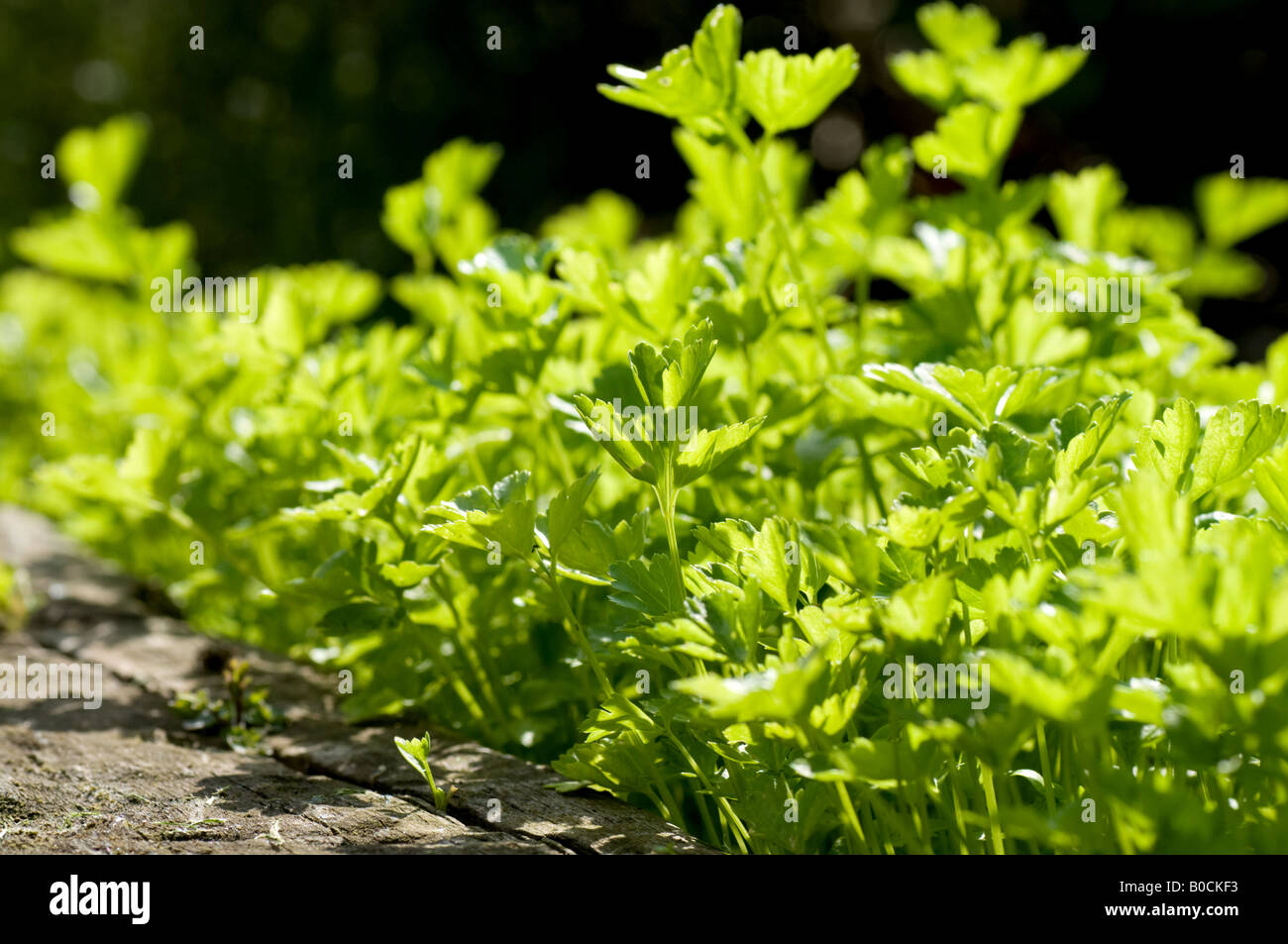 De plus en plus de persil herb bed Banque D'Images