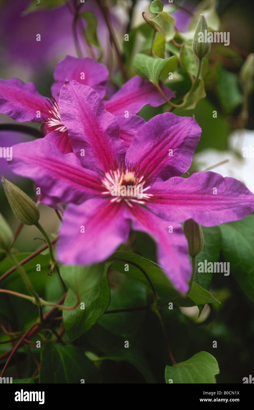 Docteur ruppel clematis flower Banque D'Images