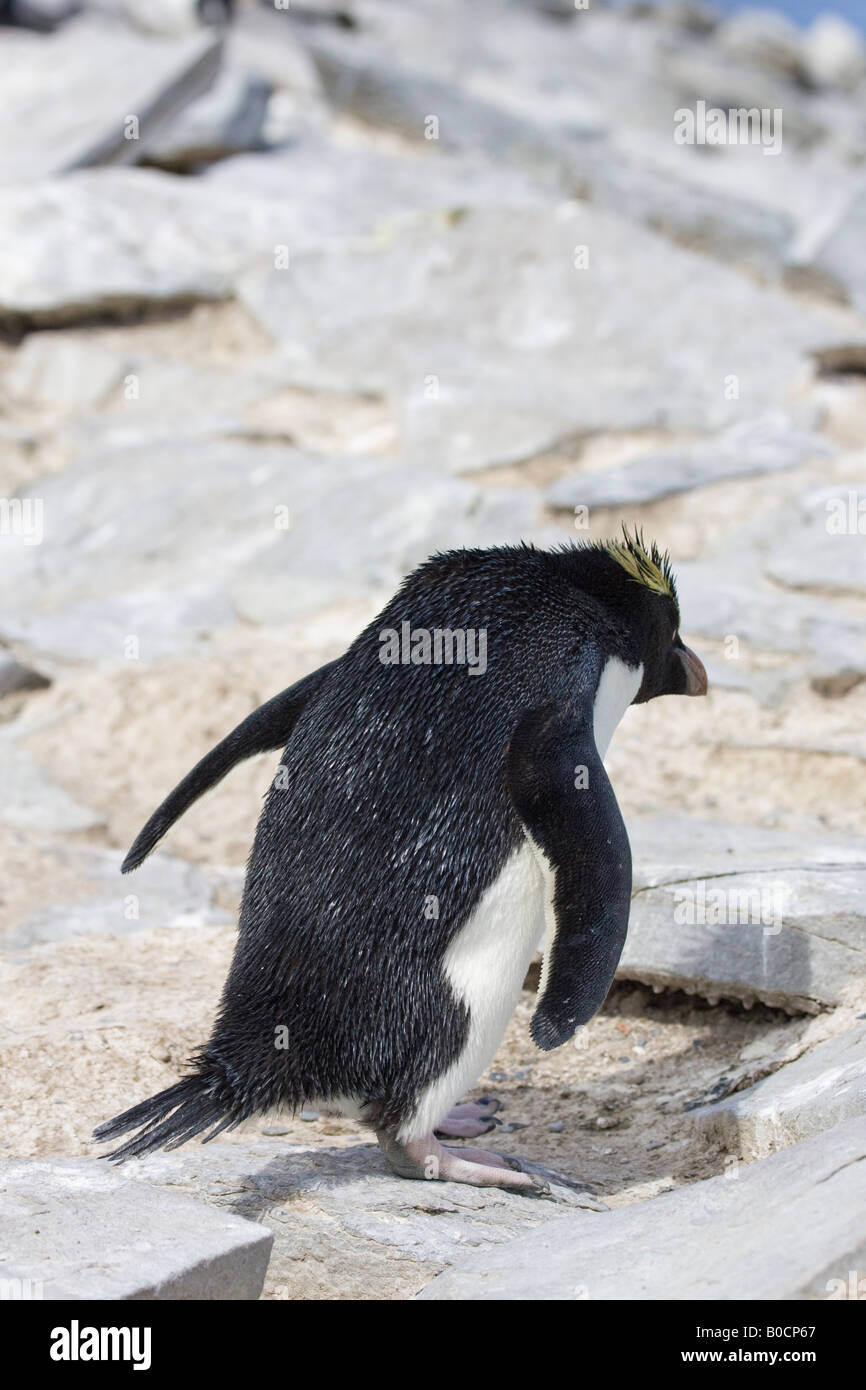 Rockhopper Penguin (Eudyptes chrysocome) hopping, Îles Falkland, Océan Atlantique Banque D'Images