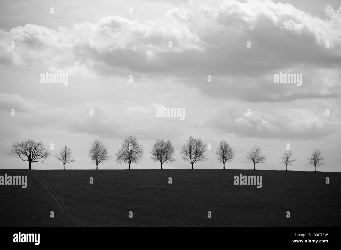 Ligne d'arbres dans la Forêt Noire Allemagne Banque D'Images