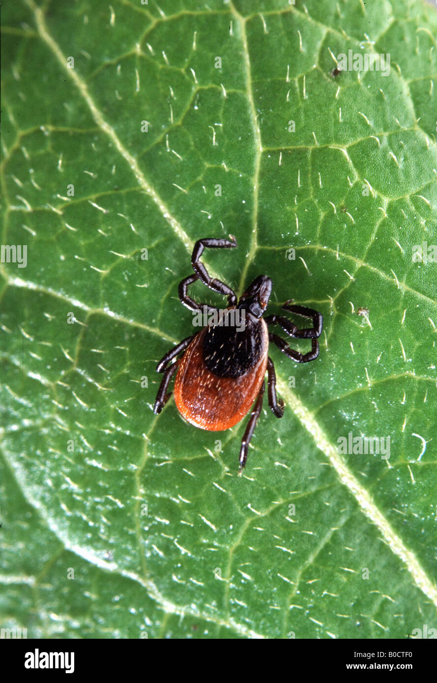 Ixodes scapularis Banque de photographies et d’images à haute