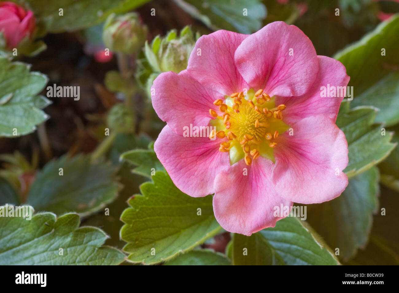 Fleur de fraisier ornemental, Fragaria x ananassa 'Pink Panda' Banque D'Images