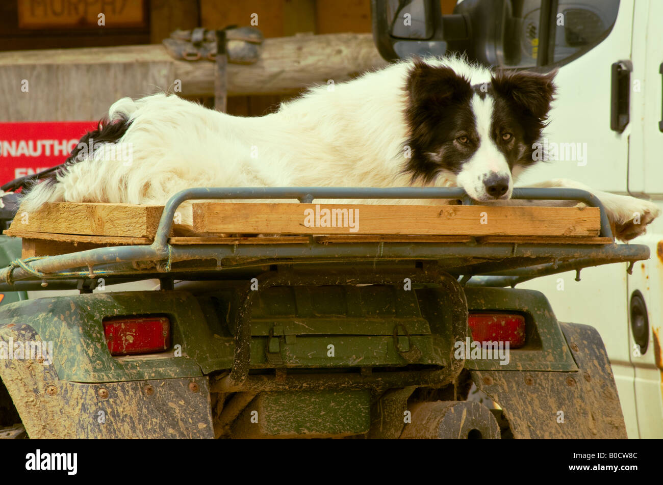 Chien à l'arrière d'un quad Banque D'Images