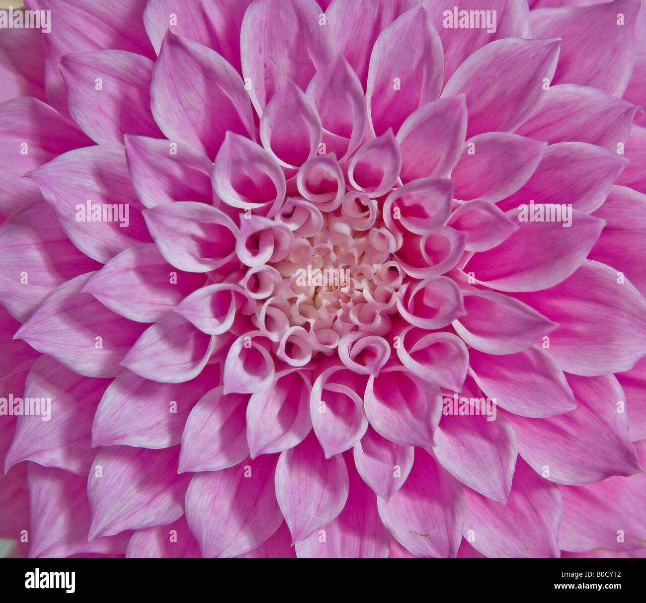 Belle dahlia rose vif avec soft focus Banque D'Images