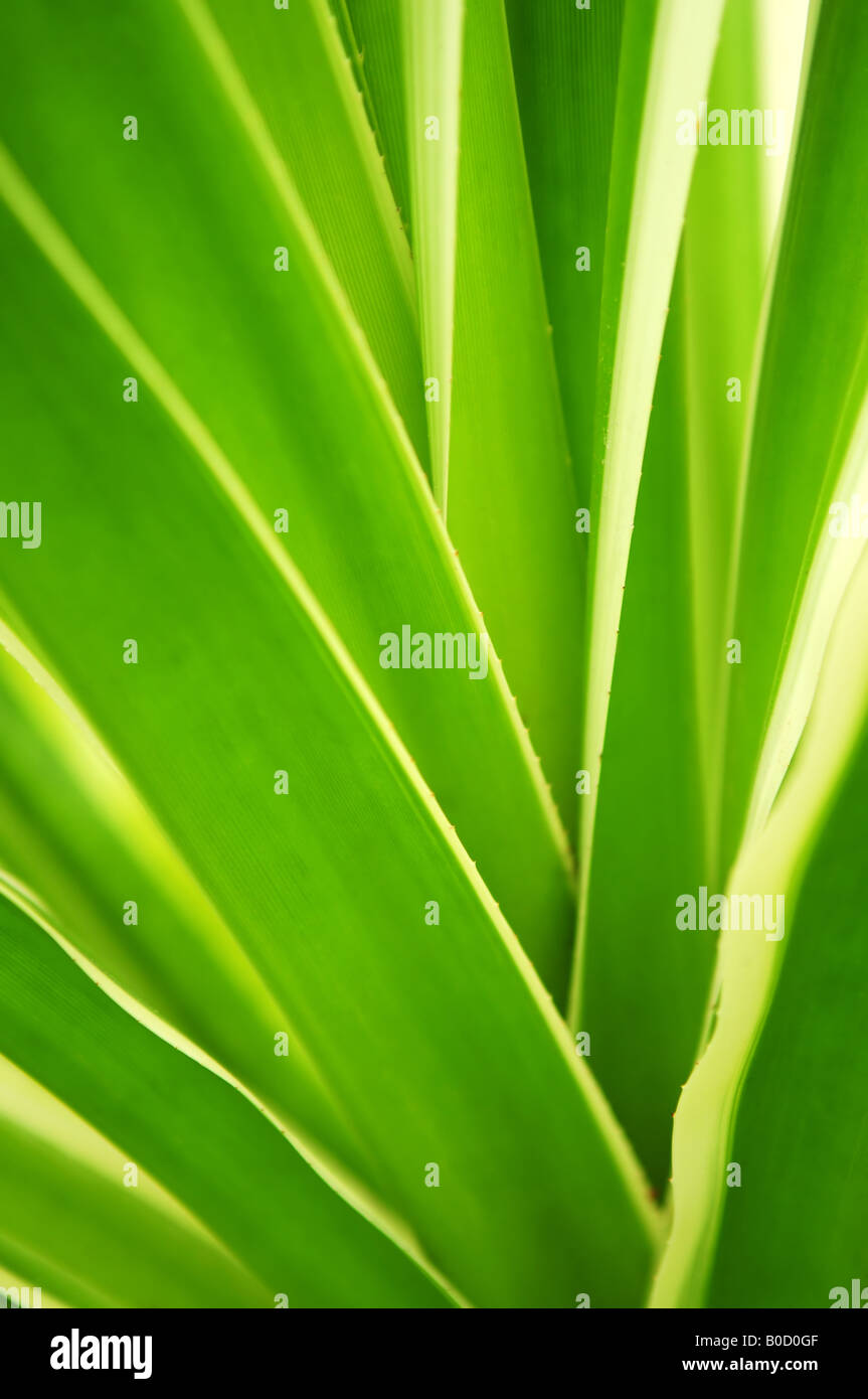 Gros plan sur les feuilles vertes des plantes tropicales Banque D'Images