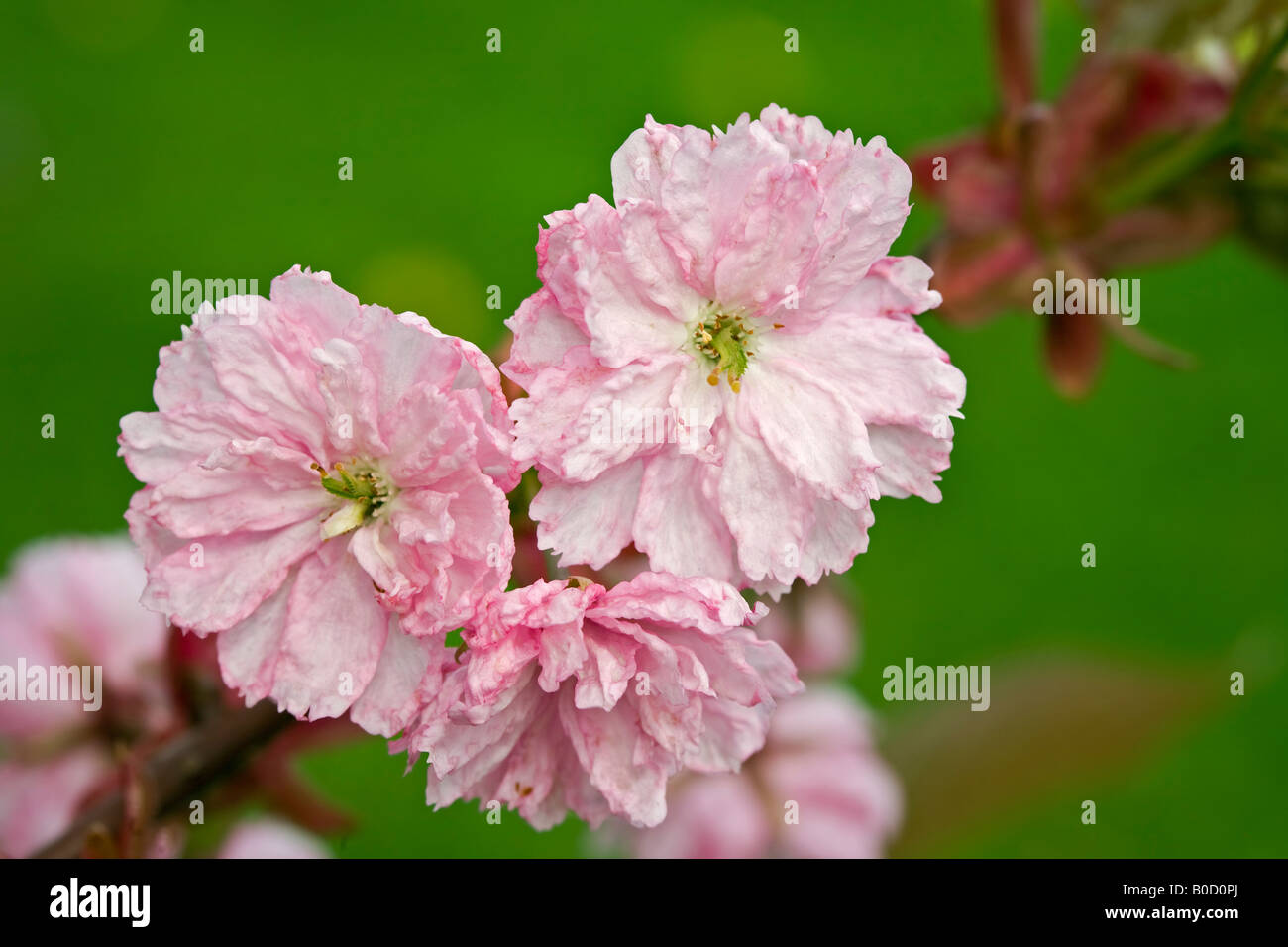 Cerisier avec ornement fleur de printemps Banque D'Images