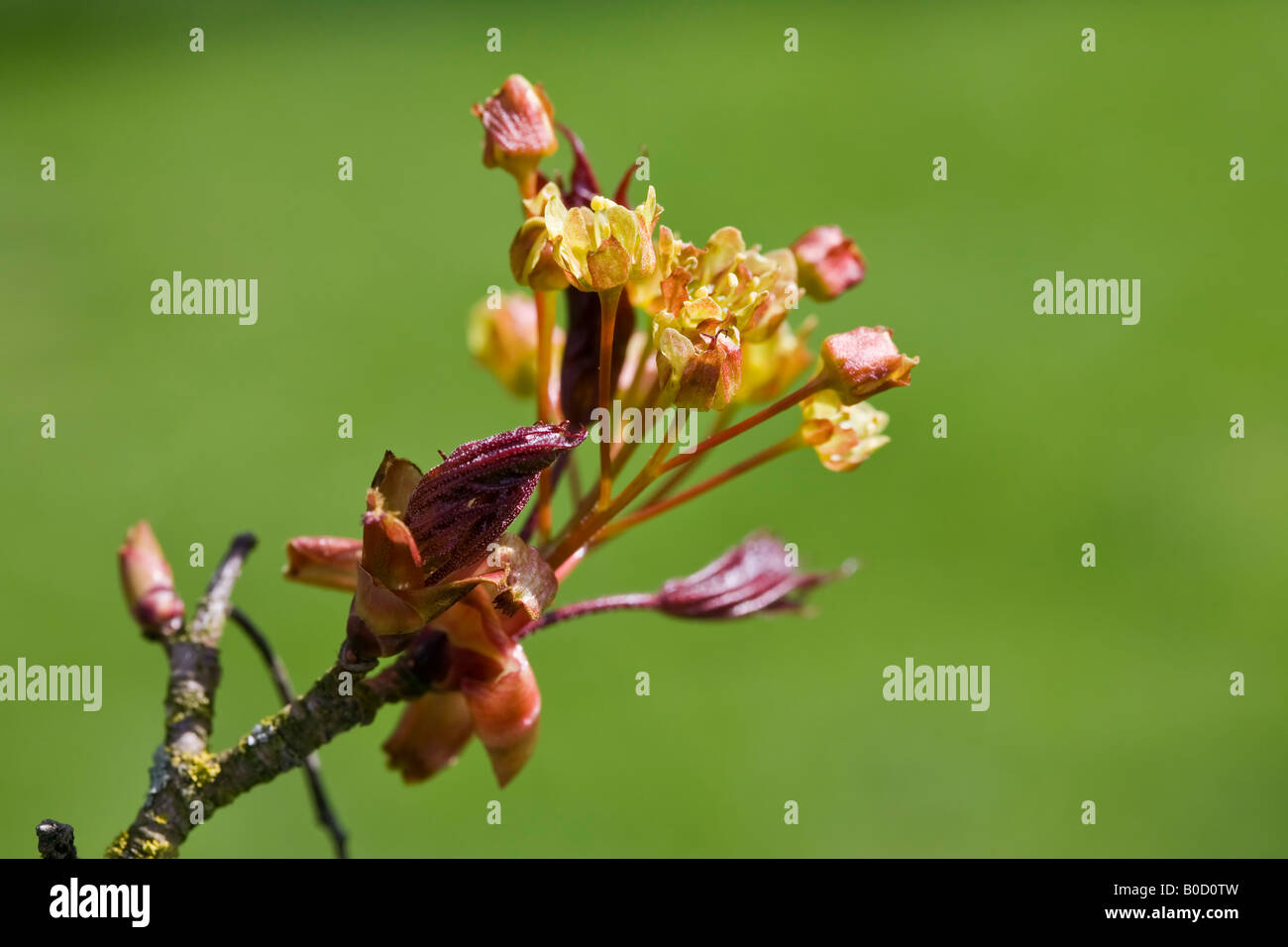 Fleurs de Printemps sur Acer platanoides hybrid Banque D'Images