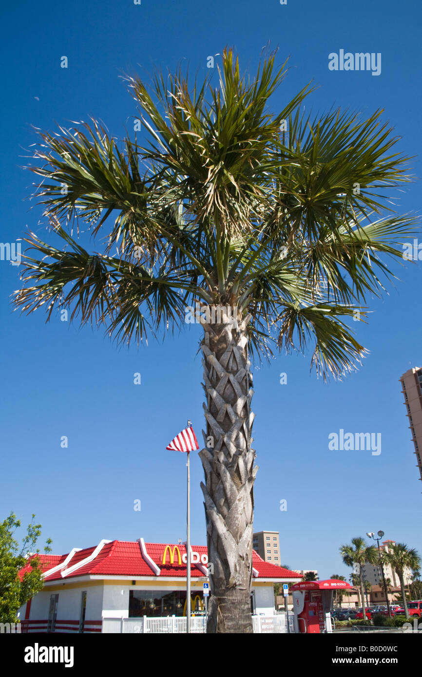 Un chou palmier en face d'un restaurant McDonald's, Jacksonville, Florida, USA. Banque D'Images